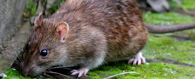 Rat Information - Rats Pest Control Brisbane