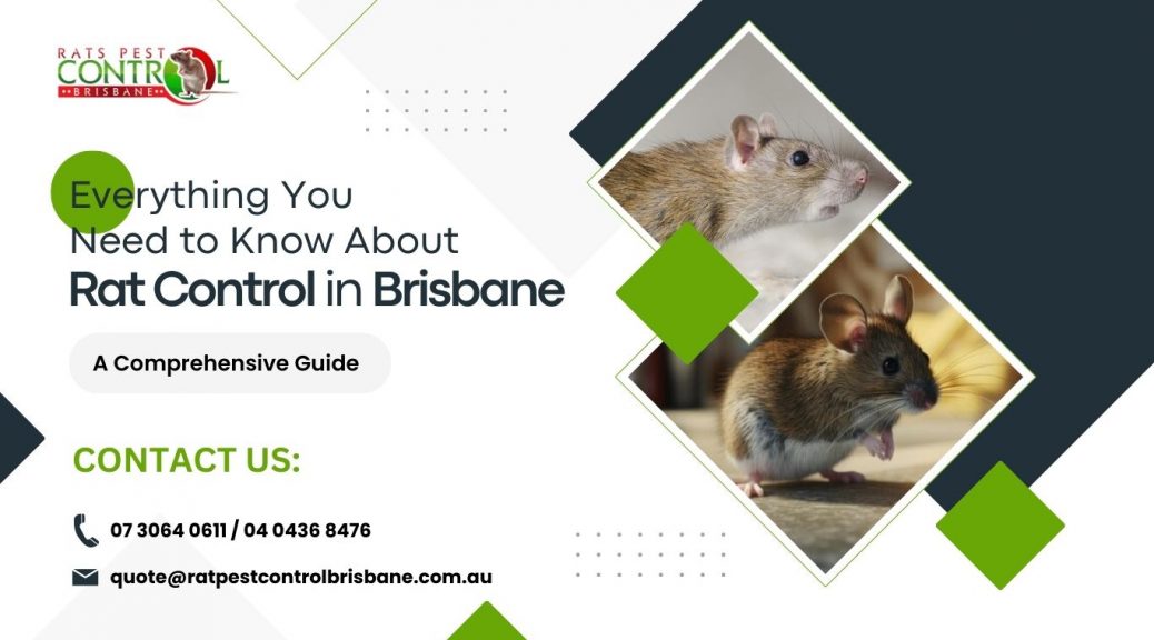 Everything You Need to Know About Rat Control in Brisbane: A Comprehensive Guide