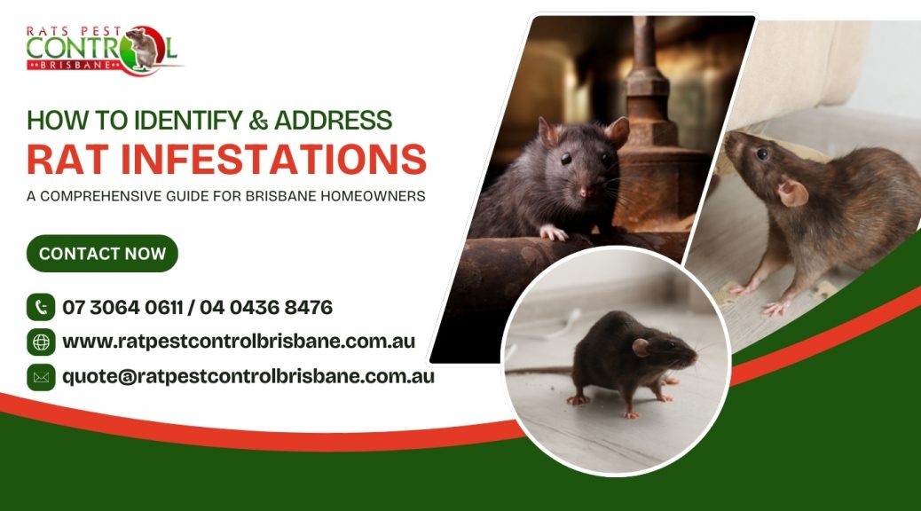 How to Identify and Address Rat Infestations: A Comprehensive Guide for Brisbane Homeowners