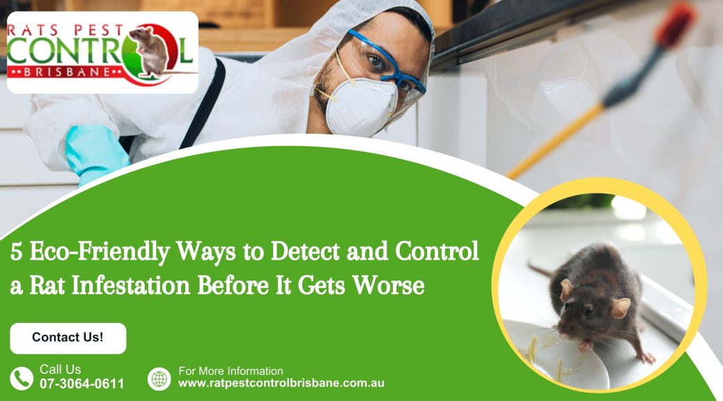 5 Eco-Friendly Ways to Detect and Control a Rat Infestation Before It Gets Worse